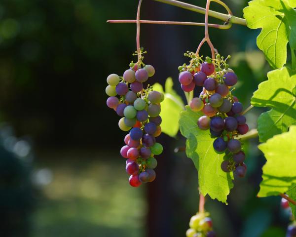 Canelones: Uruguays Weinregion und die zweite Heimat des Tannat