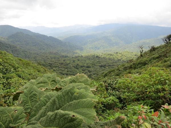 Der Nebelwald von Monteverde: Ein grünes Juwel zwischen Wolken und Wald