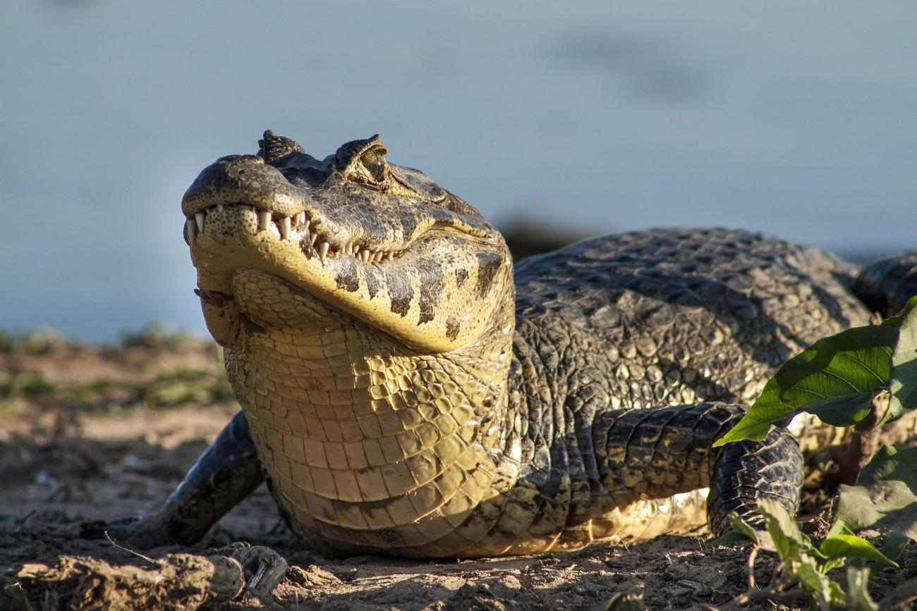 Das Pantanal: Tierbeobachtung in der größten Feuchtsavanne der Welt