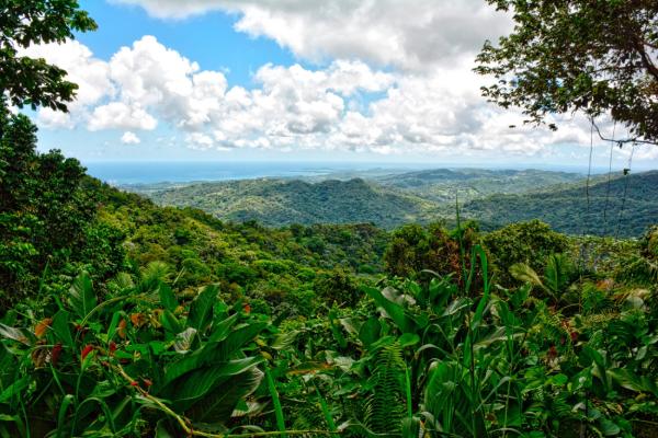 El Yunque Nationalpark: Versteckte Pfade in Puerto Ricos grünem Labyrinth