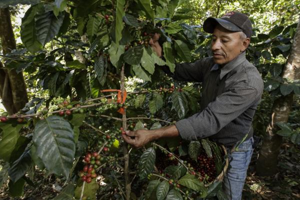 El Salvador: Die besten Kaffee-Touren im Hochland von Apaneca – inkl. Verkostung