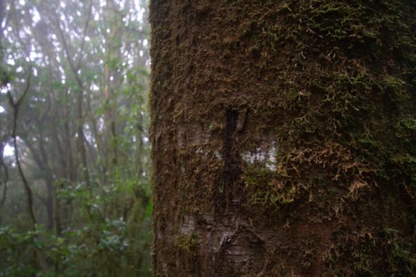 La Tigra: Wanderungen durch dichten, moosbewachsenen Nebelwald mit exotischer Fauna