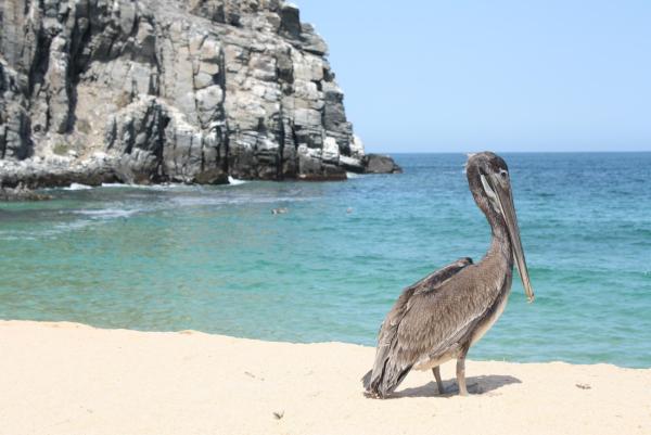 Die atemberaubenden Strände von Baja California: Von Cabo San Lucas bis La Paz