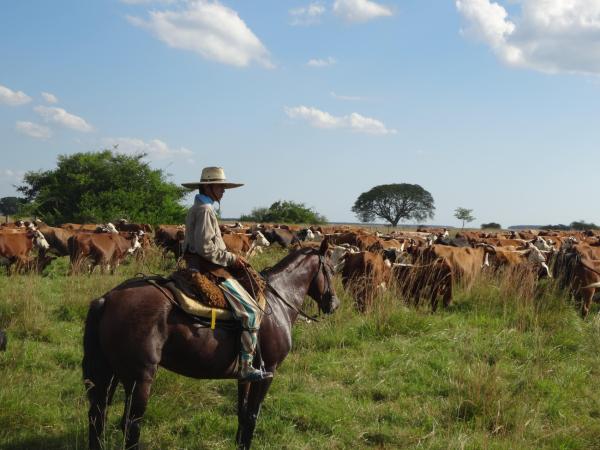 Auf den Spuren der Gauchos: Argentiniens legendäre Cowboy-Kultur