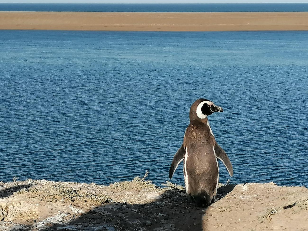 Die Küste Patagoniens: Naturwunder und Wildnis in Argentinien