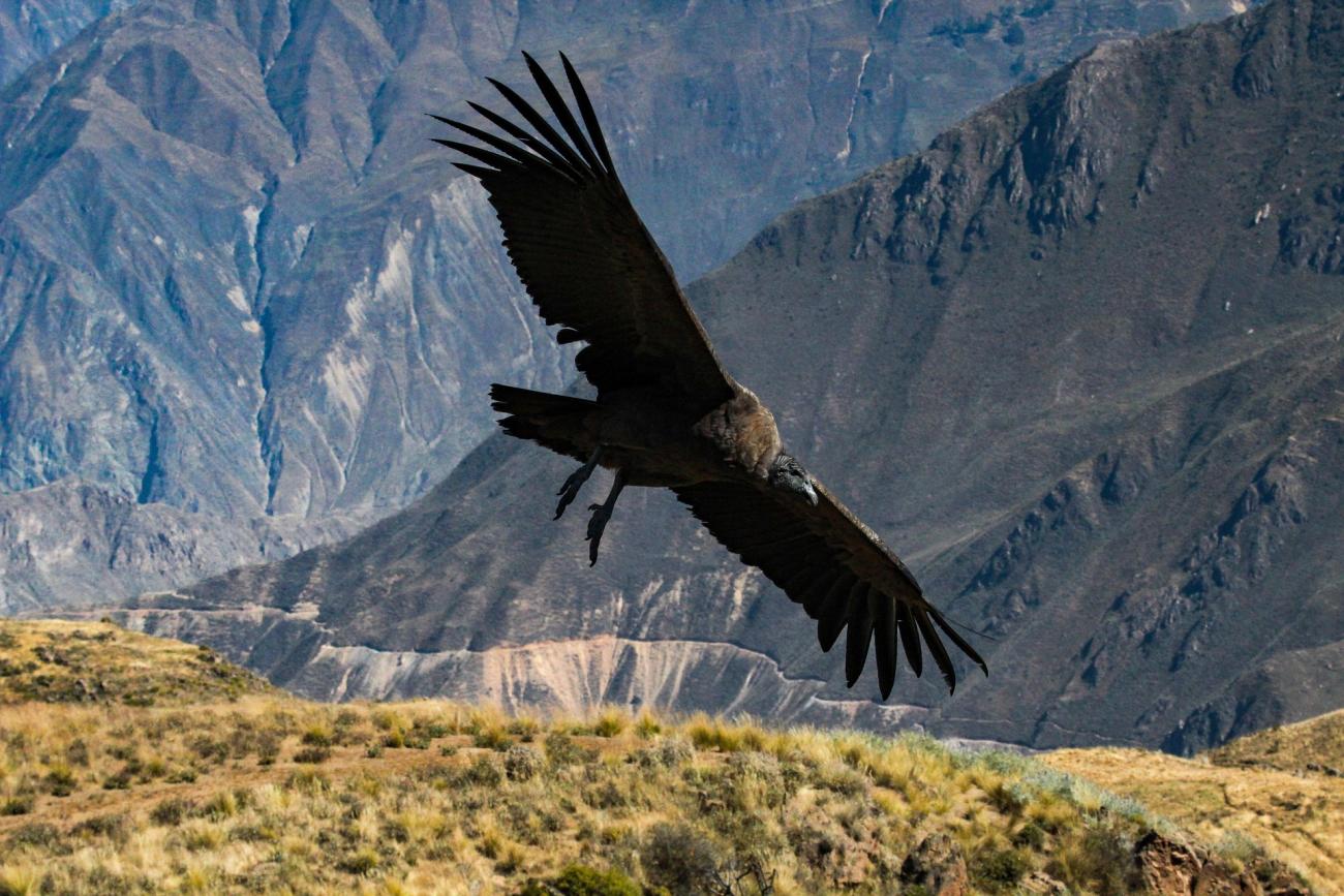 Der Colca Canyon in Südperu: Naturwunder, Kondore und Wanderwege