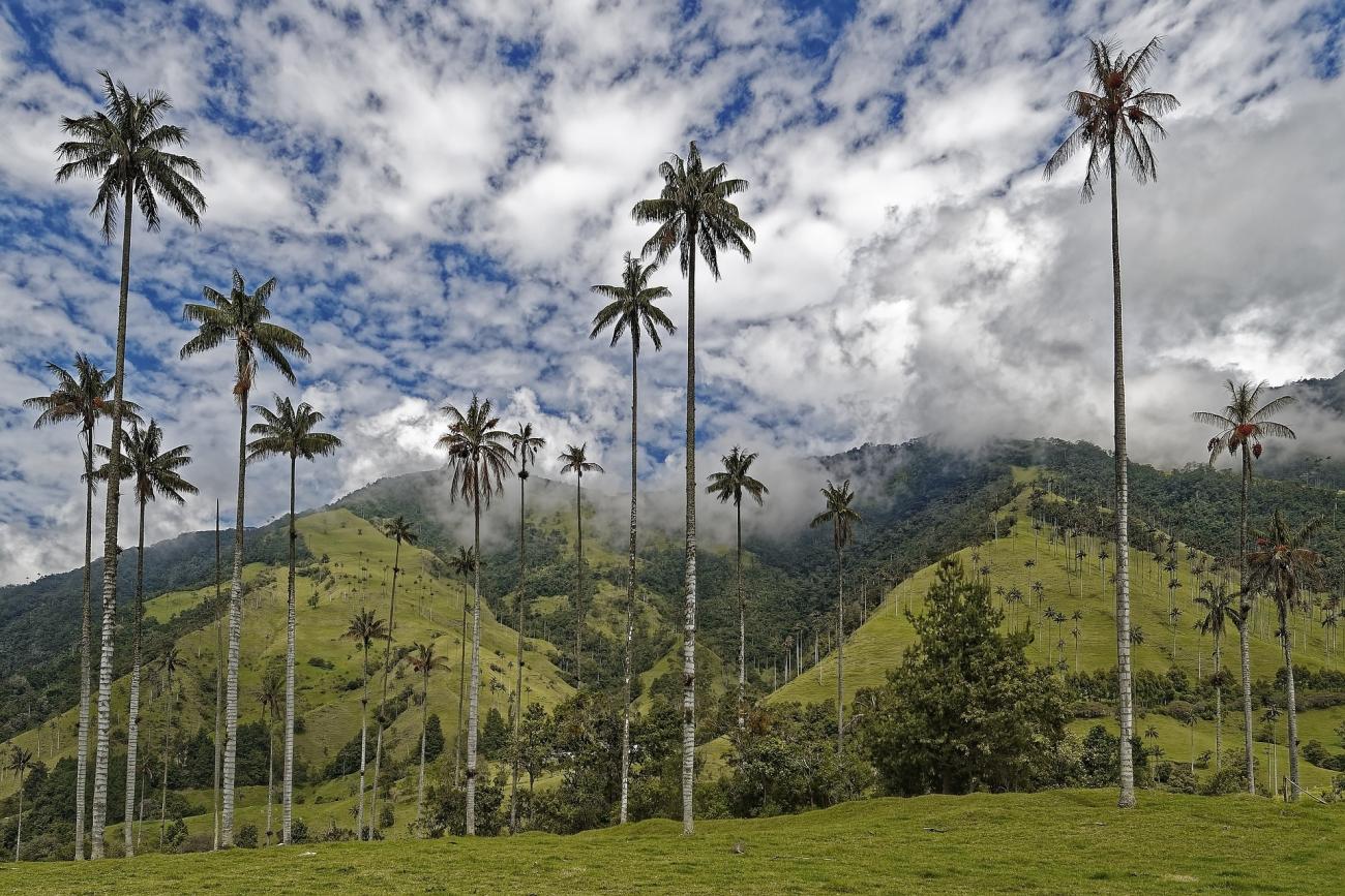 Cocora-Tal: Faszinierende Wanderung zwischen den höchsten Palmen der Welt