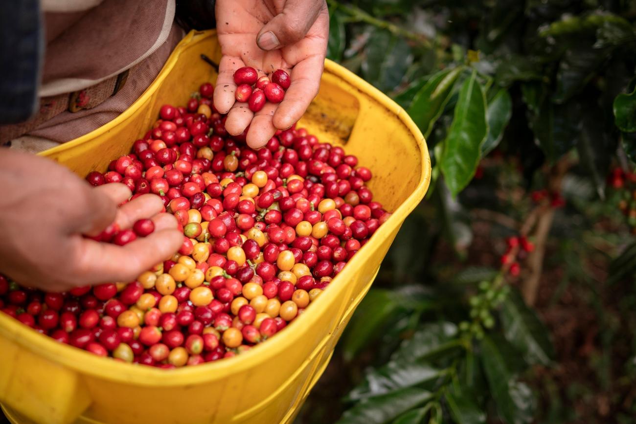 Die Kaffee-Hochburg: Auf den Spuren des kolumbianischen Kaffees