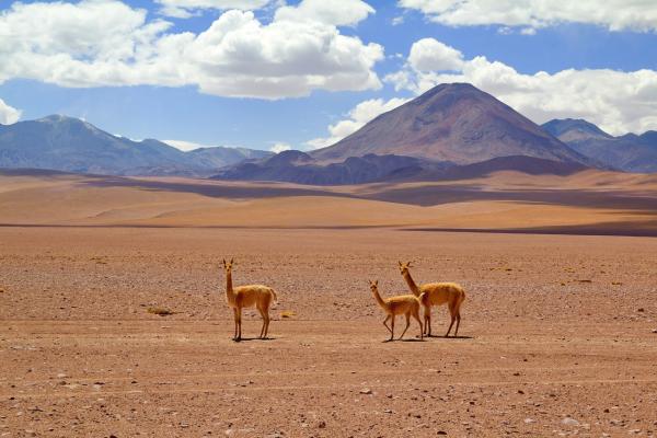 Atacama: Der trockenste Ort der Erde und sein Reichtum an Flora und Fauna