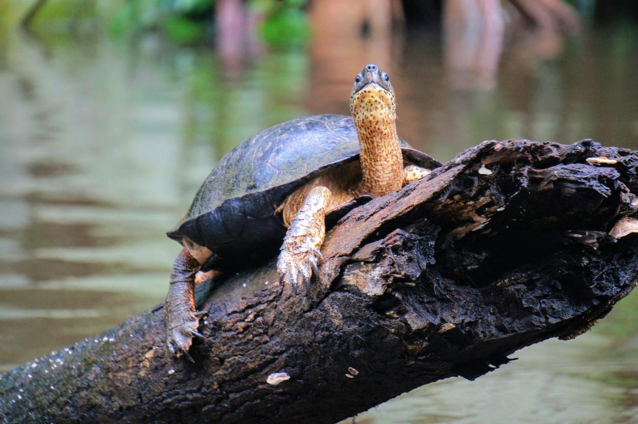 Wo Schildkröten an Land gehen: Naturspektakel im Regenwald von Tortuguero