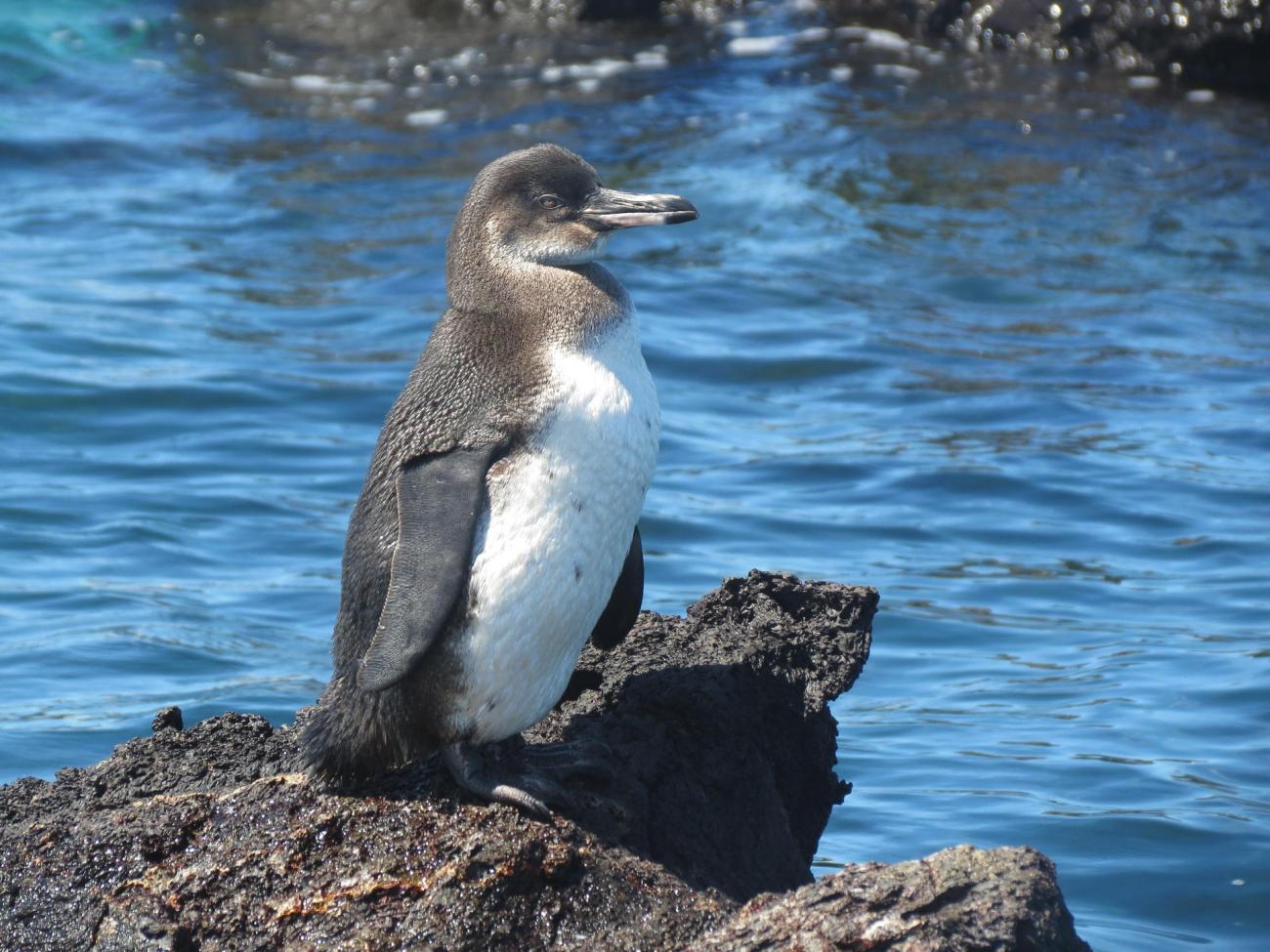 Die Galápagos-Inseln: Ein Paradies für Naturliebhaber und Abenteurlustige