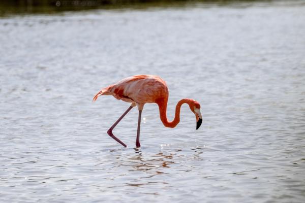 Zapata-Nationalpark: Kubas unberührte Wildnis und Heimat seltener Tierarten